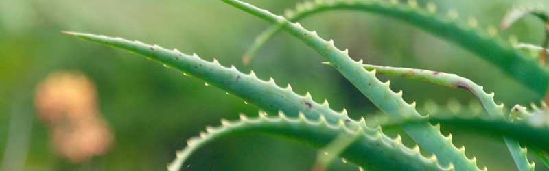 Protectores solares naturales